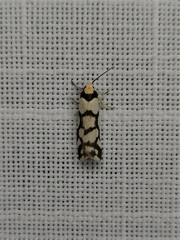 Scaptesyle dichotoma