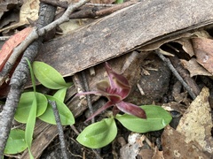 Chiloglottis triceratops