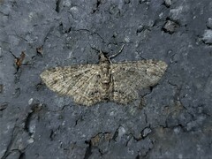 Pasiphilodes testulata