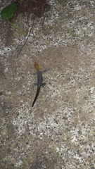 Gonatodes albogularis fuscus