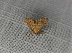 Musotima ochropteralis