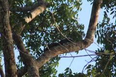 Sciurus yucatanensis