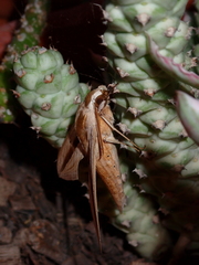 Theretra silhetensis