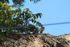 Sciurus yucatanensis