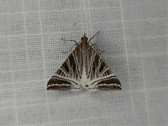 Phrataria replicataria