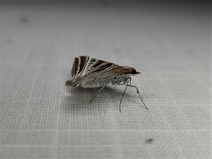 Phrataria replicataria