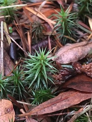 Polytrichum juniperinum