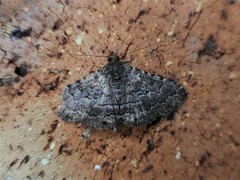 Diatenes aglossoides