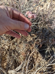 Eriogonum fasciculatum