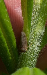 Agallia quadripunctata