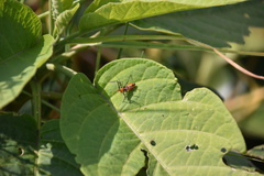Zelus longipes