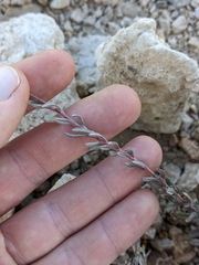 Eriogonum fasciculatum