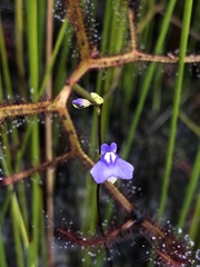 Utricularia biloba