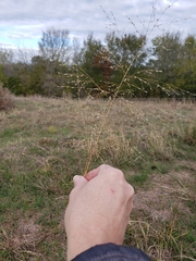 Eragrostis intermedia