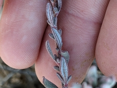 Eriogonum fasciculatum