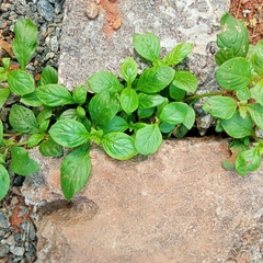Limnophila rugosa