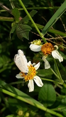 Cupido comyntas texana