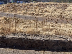 Leonotis nepetifolia