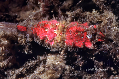 Rhynocrangon alata