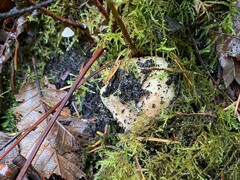 Russula fragrantissima