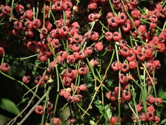 Ephedra tweedieana