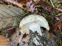 Russula fragrantissima