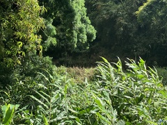 Hedychium flavescens