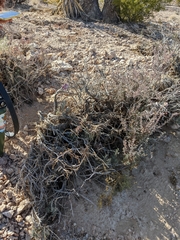 Eriogonum fasciculatum