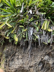 Selenicereus undatus