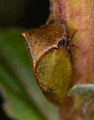 Stictocephala basalis