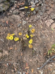 Xerochrysum bracteatum