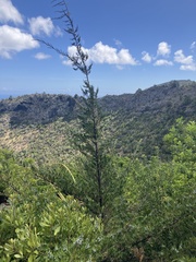 Juniperus bermudiana