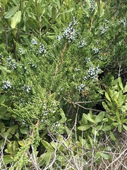 Juniperus bermudiana