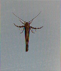 Stathmopoda