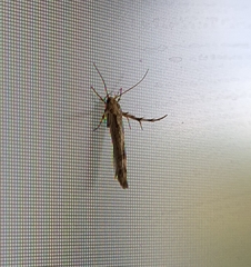 Stathmopoda