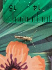 Stathmopoda