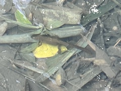 Paramesotriton hongkongensis