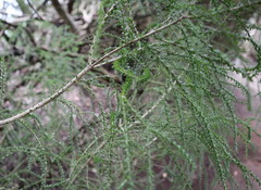 Melaleuca halmaturorum