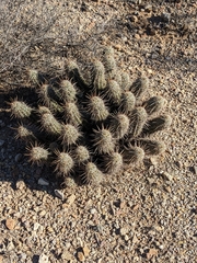 Echinocereus engelmannii fasciculatus
