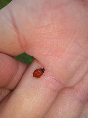 Cycloneda emarginata