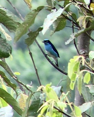 Dacnis lineata