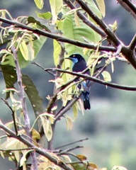 Dacnis lineata