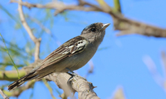 Pachyramphus polychopterus