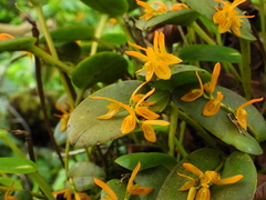 Acianthera polystachya