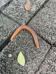 Thyropygus allevatus