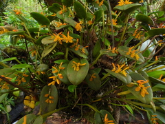 Acianthera polystachya