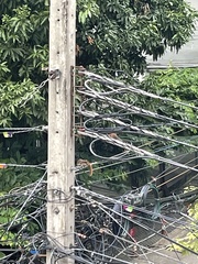 Callosciurus finlaysonii