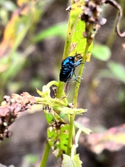 Zicrona caerulea