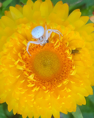 Zygometis xanthogaster