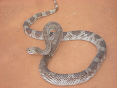 Pituophis melanoleucus mugitus
